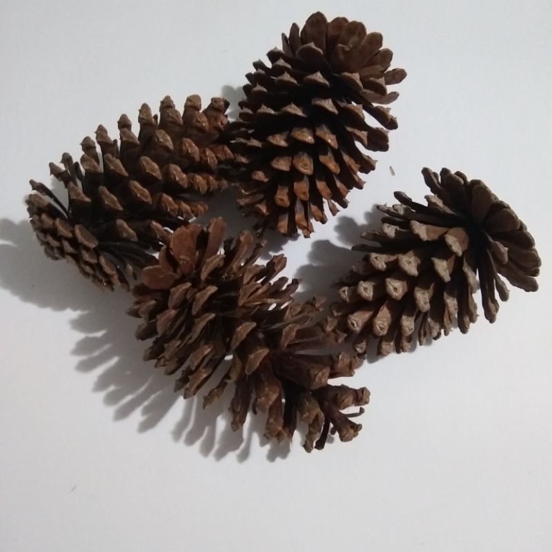 Pinha Natural Coelho Chinchila Porquinho Da Índia Papagaio Ring Neck Hamster Pinhas Gaiola Pássaro Aves Artesanato