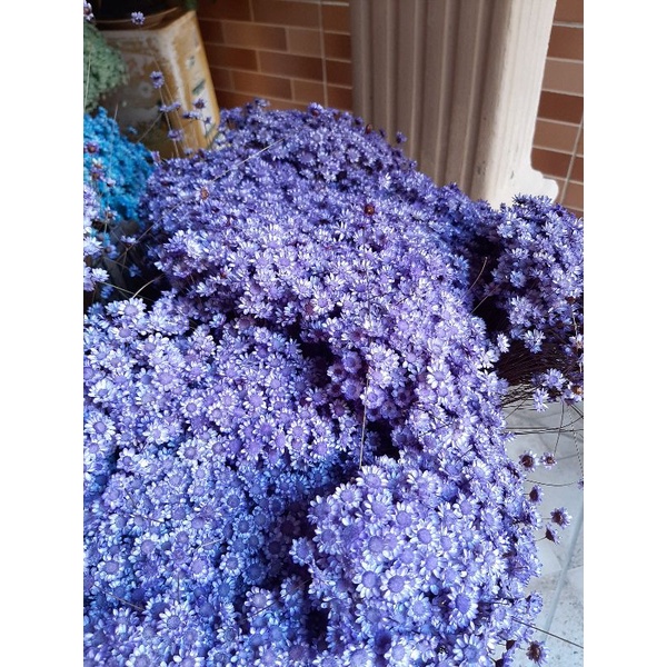  flores naturais lilás sempre vivas Tipo 1, Excelente qualidade . |  Shopee Brasil