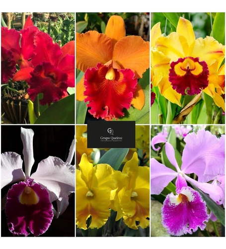 14 Mudas De Orquídea Cattleya - Adultas - Prestes A Florir | Shopee Brasil