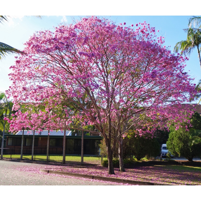 30 Sementes Ipê Rosa Tabebuia Pentaphylla Árvore Flor Jardim