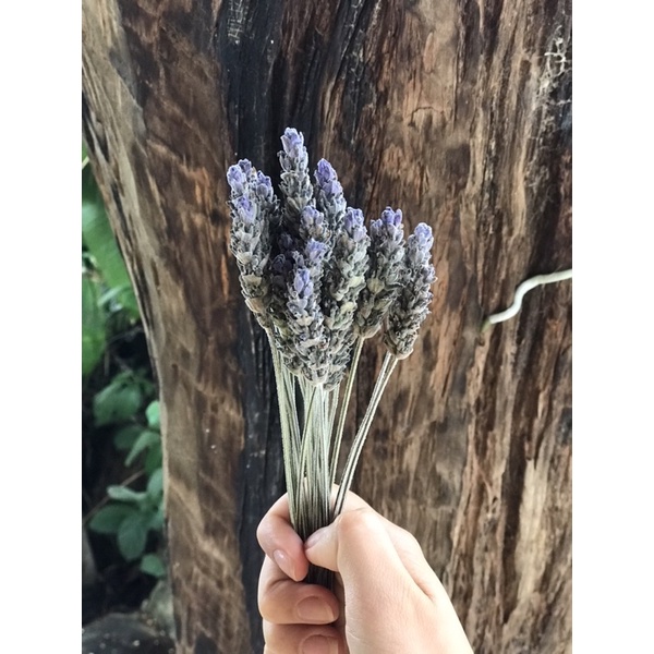 Arranjo de Flor de Lavanda com cabo desidratada Lavandula dentata azul |  Shopee Brasil