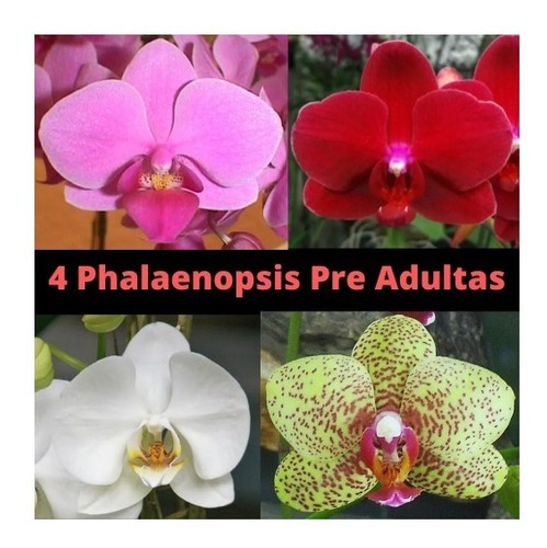 Kit Com 4 Orquídeas Phalaenopsis Pre Adultas | Shopee Brasil