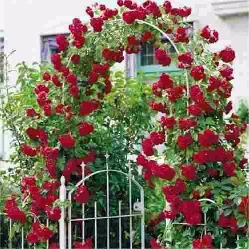 25 Sementes Sadias Flor Rosa Trepadeira Vermelha P/ Sementes Sadias Importada