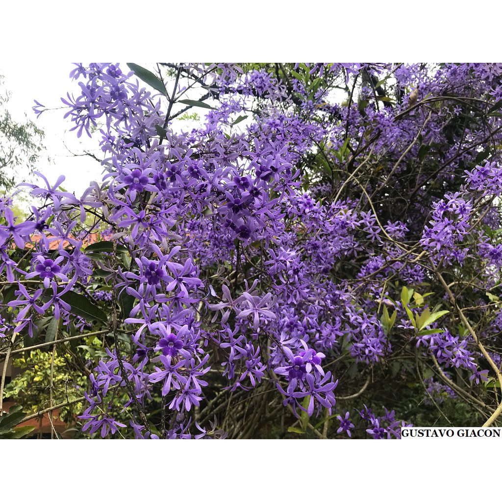 300 Sementes Flor De São Miguel Azul (petrea Volubilis) | Shopee Brasil