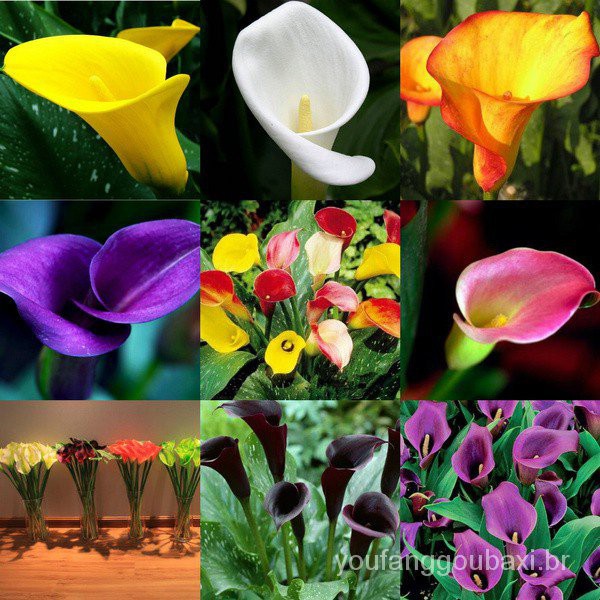 Leia Estoque 100 Pcs Raros Coloridos Sementes De Flores De Lírio De Calla  Casa Jardim Varanda Decoração Plantas Nvu | Shopee Brasil