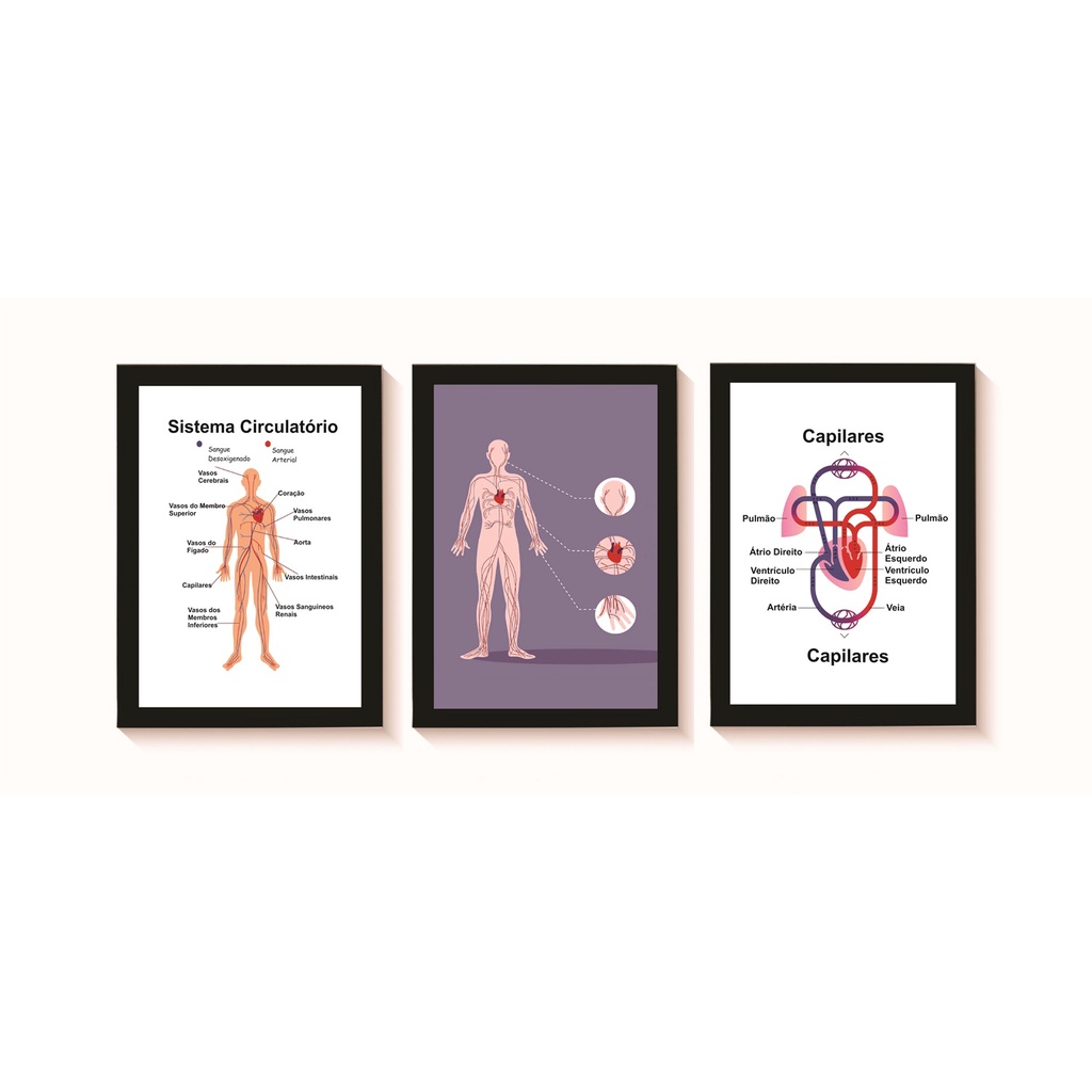 Kit 3 Quadros Decoartivos Sistema Circulatório Cardiologia Angiologia Medicina Consultório Clínica Moldura Madeira Vidro