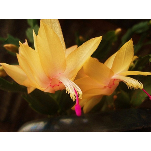 10 Sementes De Flor De Seda Amarela ornamental | Shopee Brasil
