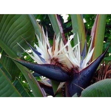 10 Sementes Strelitzia Nicolai Ave Do Paraiso Negra Flor | Shopee Brasil