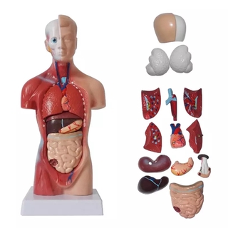 Unisex Anatomia Corporal Torso Humano Modelo Anatômico De Órgãos Internos Esqueleto