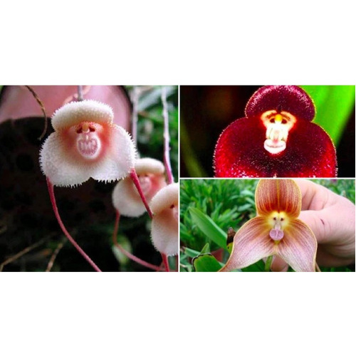 10 Sementes Cara De Macaco Flor | Shopee Brasil