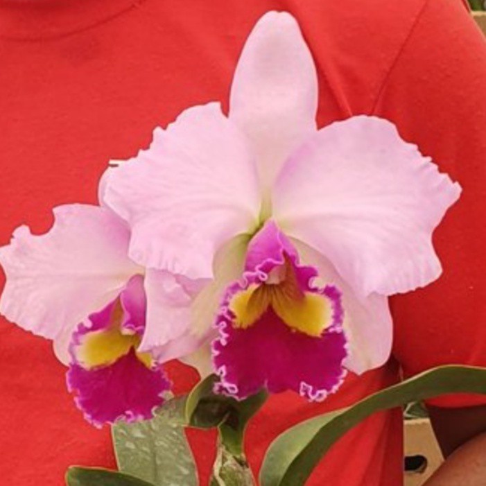 Muda Orquídea Cattleya Rosa Jovem Perfumada e Cheirosa Tamanho 3 Rara |  Shopee Brasil