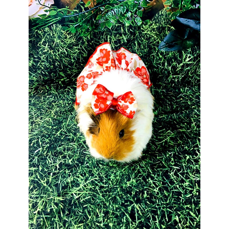 Roupa Para Porquinho da Índia, Saia Para Roedores | Shopee Brasil