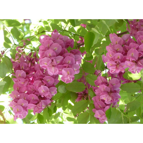Jacarandá Acácia Ipê Salix Pimenta Rosa Varias Sementes Kit