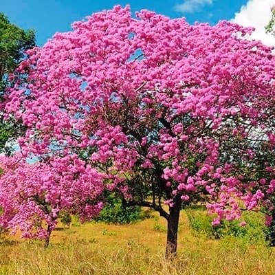 200  Sementes Ipê Rosa P Mudas Jardim Sitio Fazendas   .