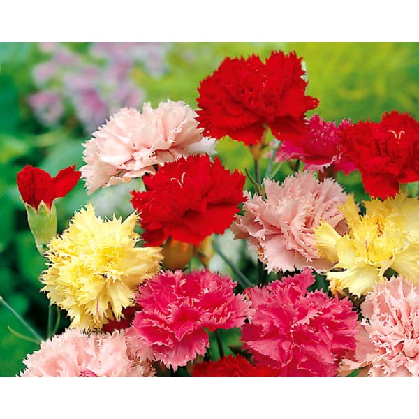 300 Sementes p/ plantio da Flor Cravo gigante cores sortidas mix | Shopee  Brasil