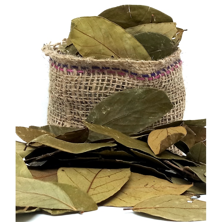 Graviola Folhas 1kg - SELECIONADA   Safra Nova em Oferta na Shopee