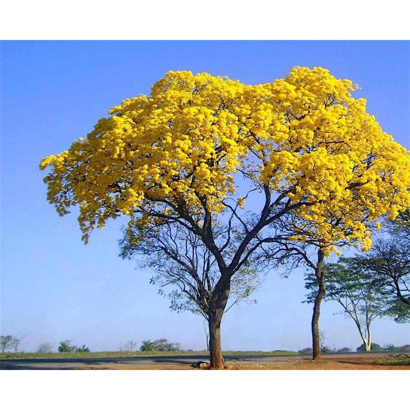 30 Sementes de Ipê Amarelo do Cerrado (Tabebuia ochracea) | Shopee Brasil