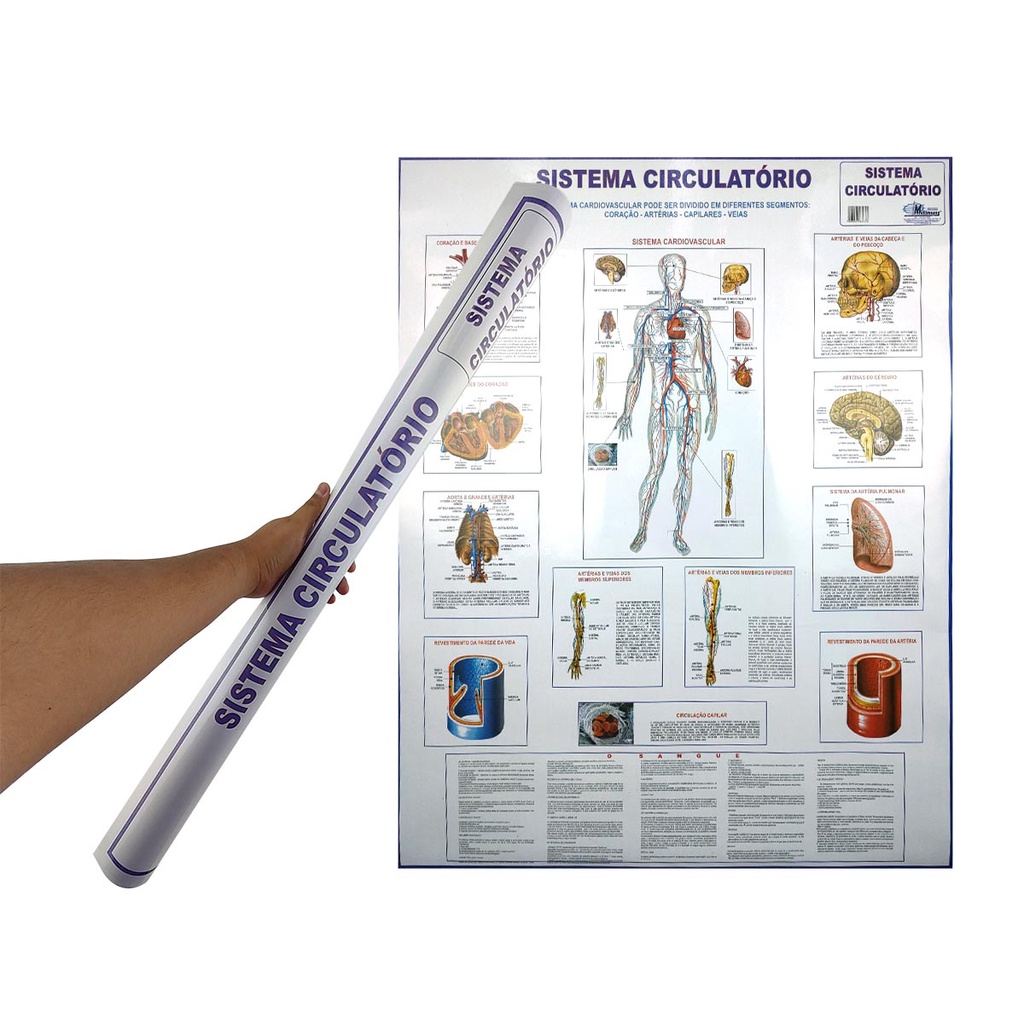 Banner Mapa Sistema Circulatório Anatomia do Corpo Humano Para Estudo Biologia Pôster Medicina 90x120CM