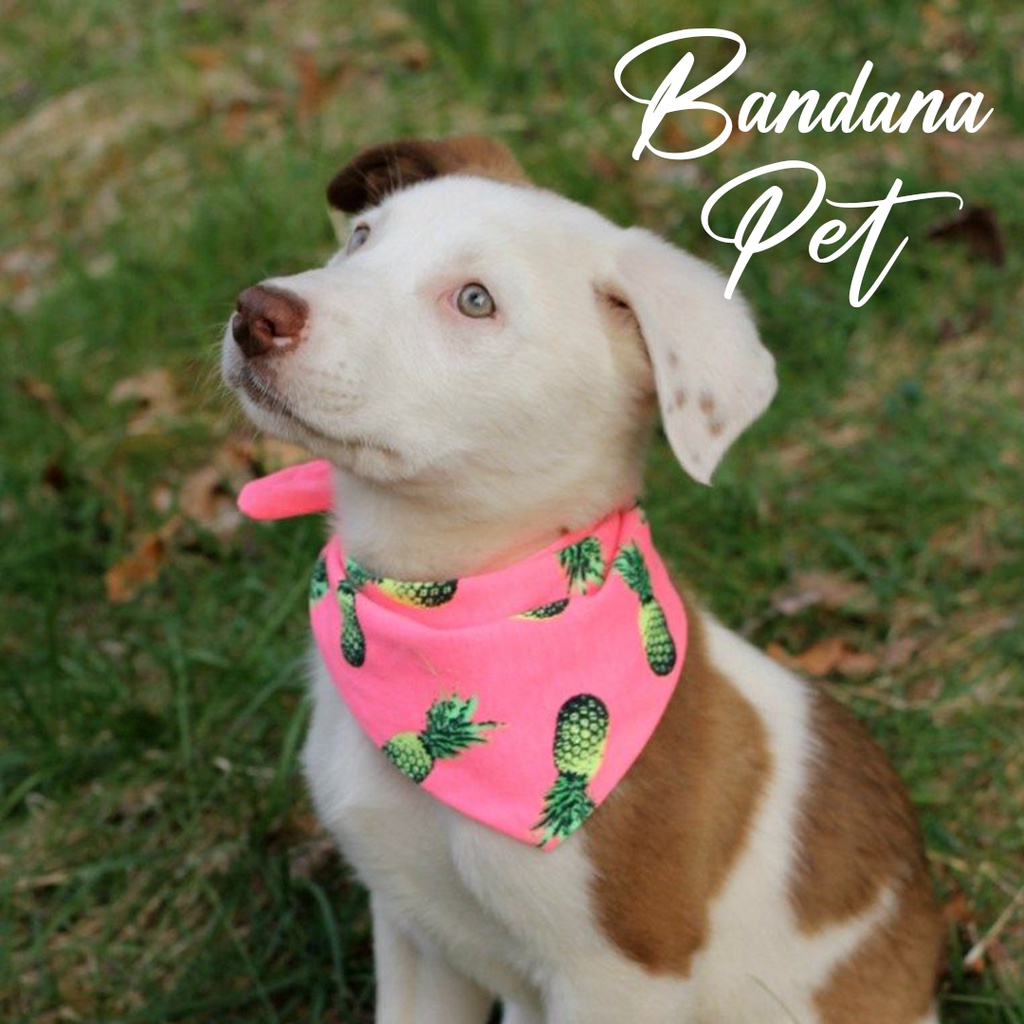 Bandana Pet Com Nome Super BARATO- Bandana Estampada para cachorro e gato