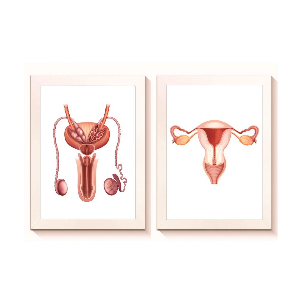 Kit 2 Quadros Decorativos Aparelho Reprodutor Masculino e Feminino Medicina Consultório Moldura
