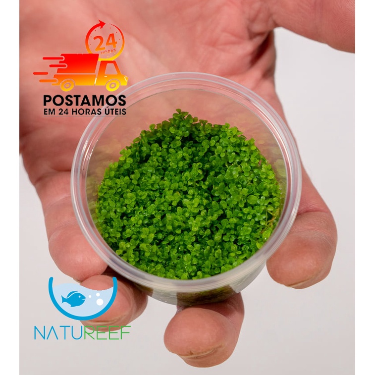 280 Sementes Cuba - Hemianthus Callitrichoides - Carpete Aquário plantado