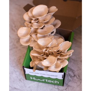 Cogubox - Caixa Cultivo De Cogumelo Shimeji Branco Em 7 Dias em Oferta na Shopee