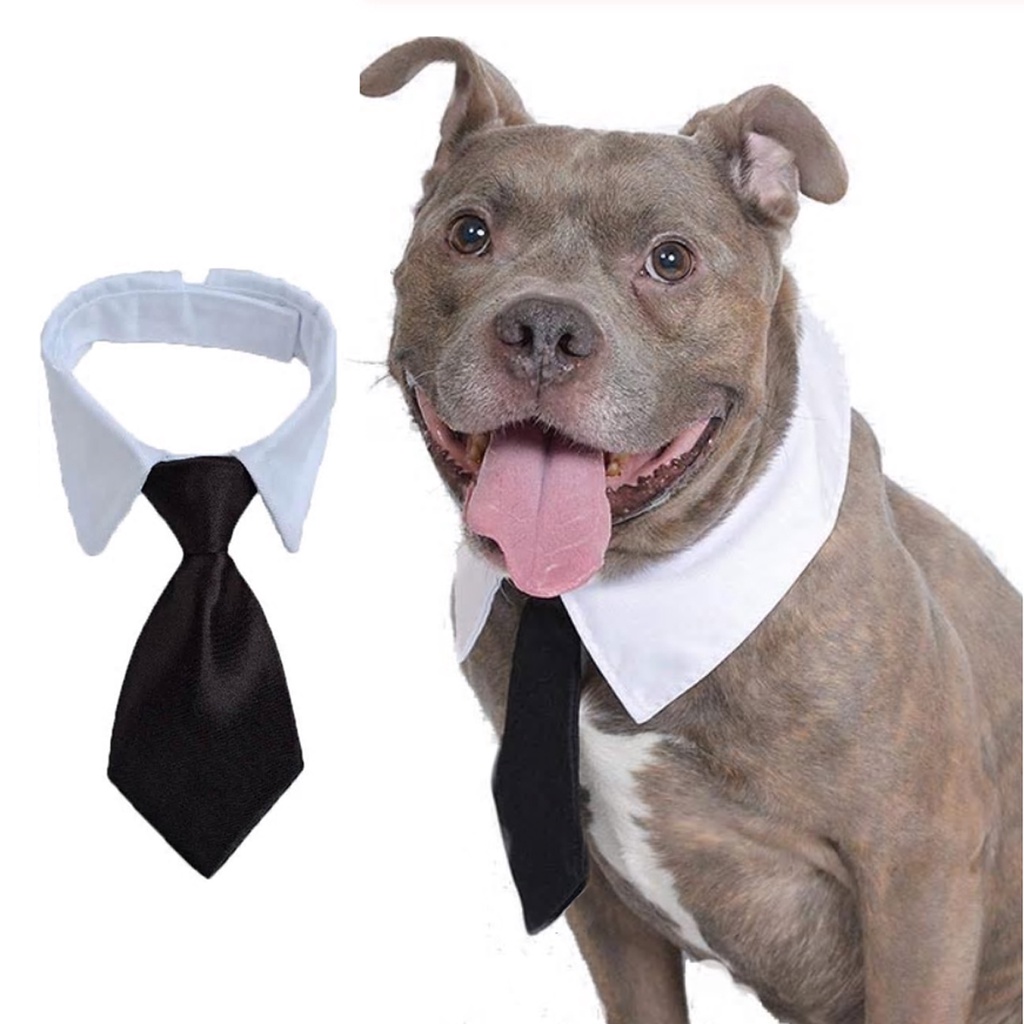 Colarinho com Gravata Social Black Tie Pet Cão Gato Cachorro