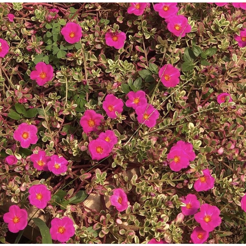 Muda de 11 horas variegata rosa flor sol pleno onze horas | Shopee Brasil