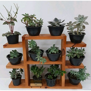 suporte pra suculenta prateleira plantas em Oferta na Shopee