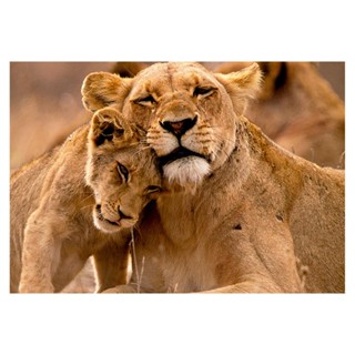 Puzzle Progressivo Animais e seus filhotes