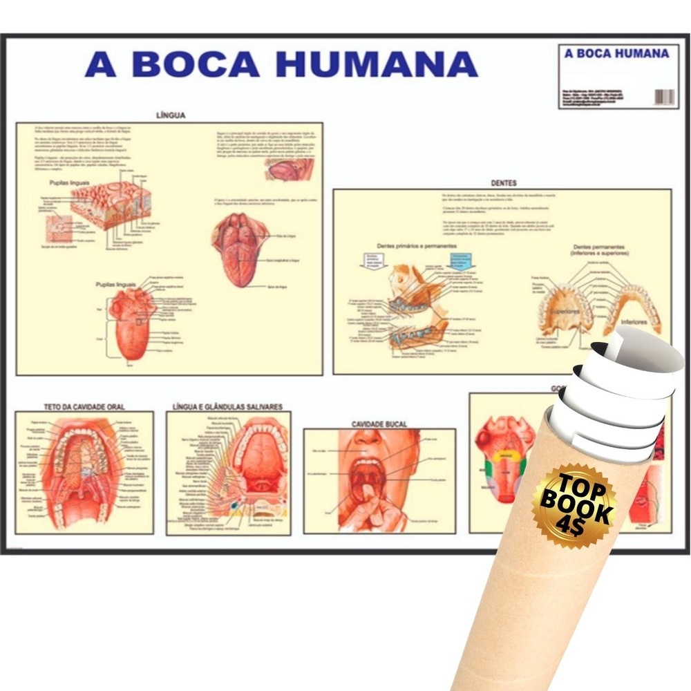Poster A Boca Humana Mapa Anatomia Corpo Humano Medicina dentes