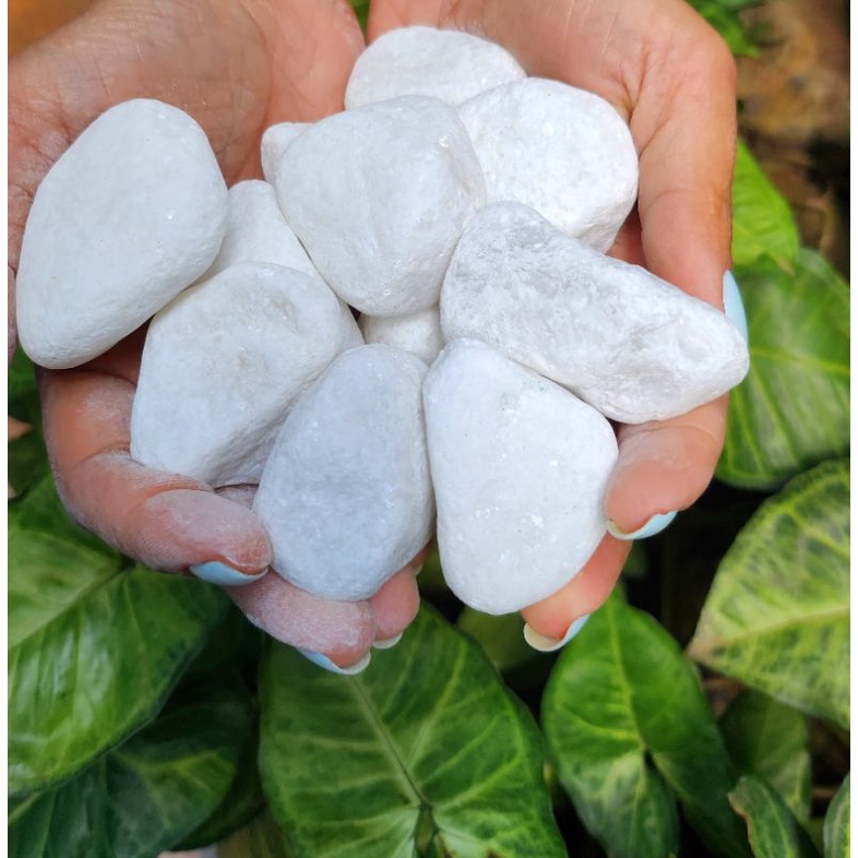 02 KG SEIXO BRANCO N.03 OU PEDRA BRANCA N.03 OU DOLOMITQ P/DECORAÇÃO VASOS,AQUÁRIOS ETC