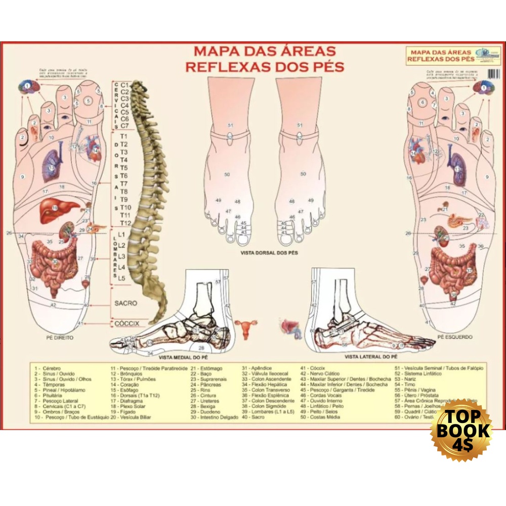 Mapa Áreas Reflexas Dos Pés Reflexologia Poster Anatomia Medicina