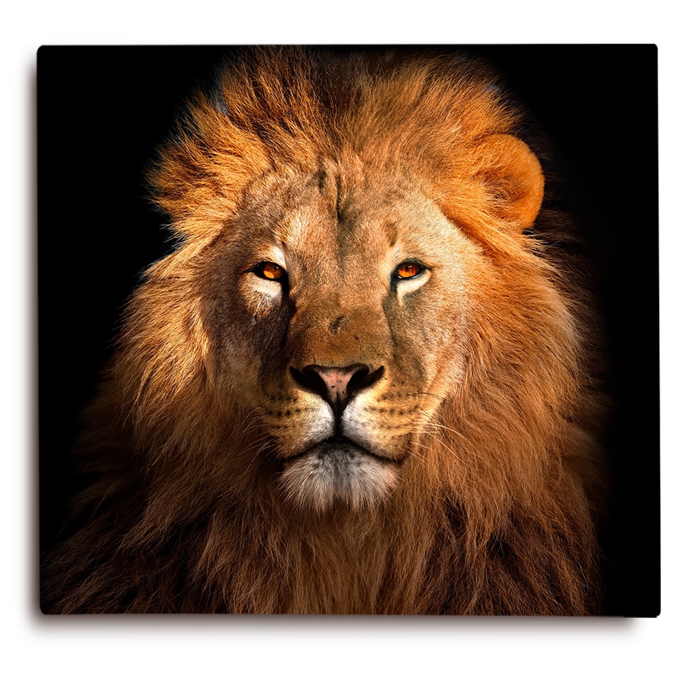 Quadro Leão grande tela acetinada foto em alta resolução