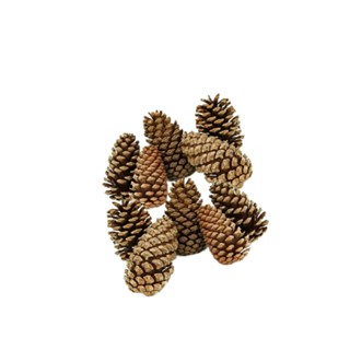 Pinha Natural para decoração ou roedores coelhos Porquinho da Índia chinchila Hamster kits