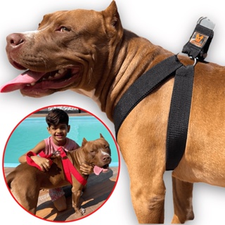 Coleira Peitoral Guia Para Cachorro Pitbull Golden Regulável e Confortável em Oferta na Shopee