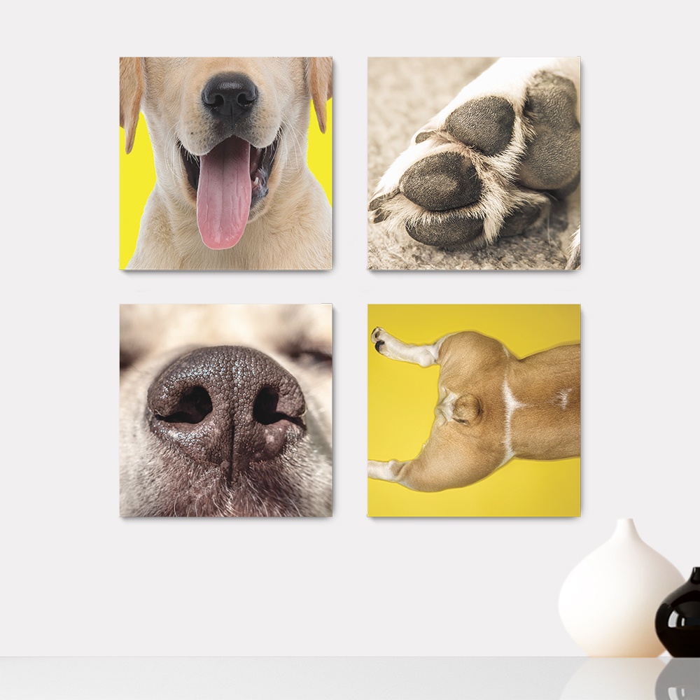 Kit 4 Quadros Decorativos Pet Shop Veterinário Cachorros Gatos Placas - 0015ktpl4