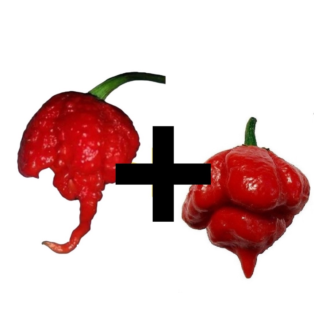 PIMENTAS NUCLEARES  CAROLINA REAPER + TRINIDAD 50 SEMENTES em Oferta na Shopee