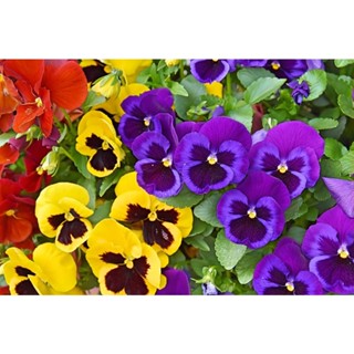 200 Sementes de Lindas Flores Amor Perfeito Varias Cores