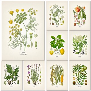Plant Flower Study Retro Pôsteres Impressão Botânica Kraft Papel Vintage Home Living Room Decoração Arte Estética Pintura De Parede
