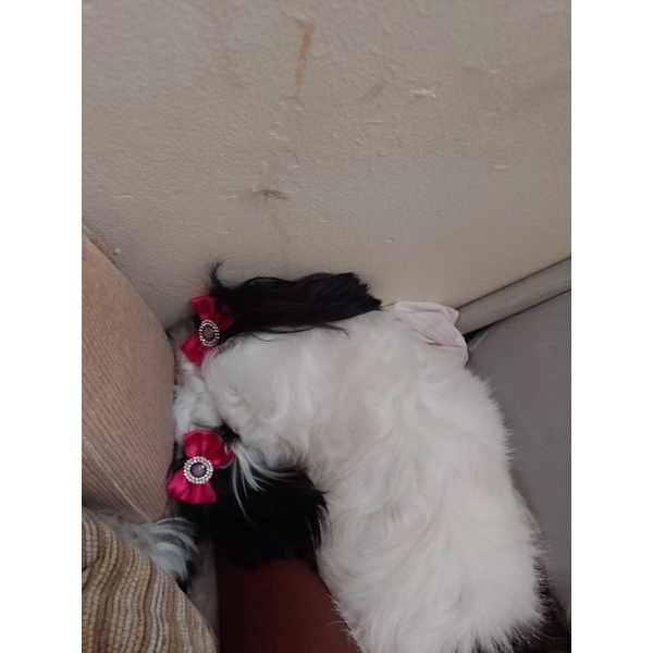 Laços Pet 50 unidades Lacinhos Pet  Cães Cachorro Gato Fêmea Macho Cetim  Banho Tosa Pet shop Atacado pelo curto