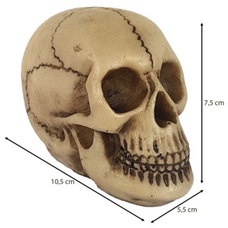Crânio Darwin Enfeite Caveira Resina Decoração Terror em Oferta na Shopee