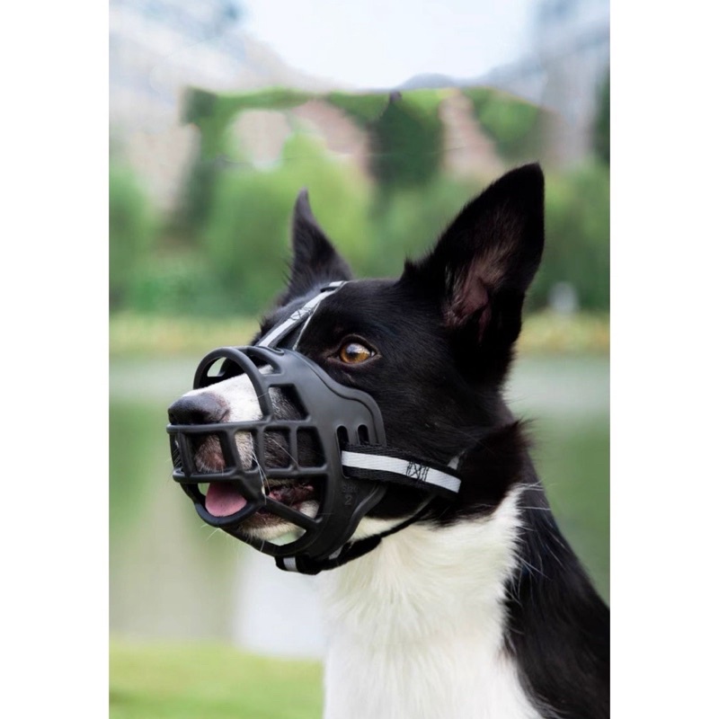 FOCINHEIRA PARA CACHORRO