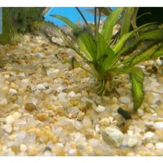 Cascalho De Rio  Substrato Para Aquários 1kg n.1 em Oferta na Shopee