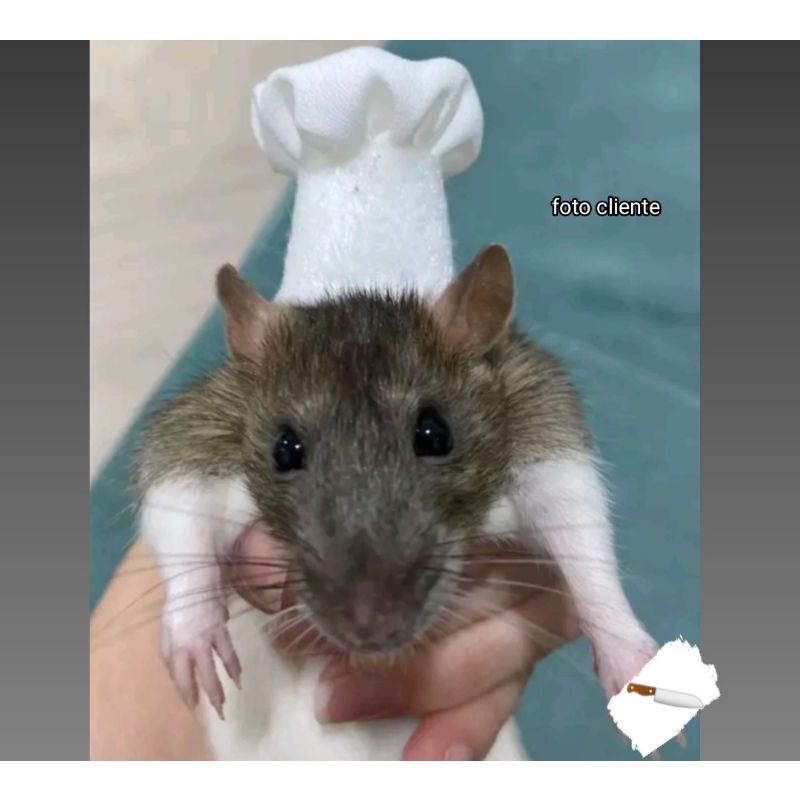 chapéu de cozinheiro pet fantasia para rato Twister e hamster sírio, anão russo, esquilo da mongolia