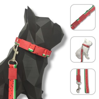 Conjunto coleira e guia para cachorro - Modelo Melancia