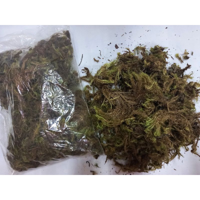 Musgo Verde Artificial Planta Para Arranjos Artificiais ou naturais 50g ideal para complementar Arranjos em Oferta na Shopee