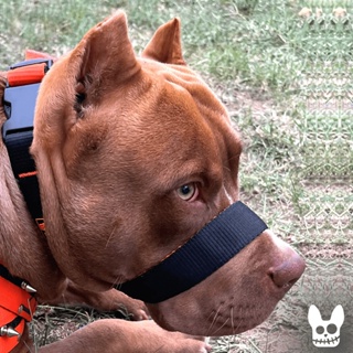 A Única Focinheira Confortável Do Mercado A Mais Vendida Pet Dogvix Pitbull em Oferta na Shopee