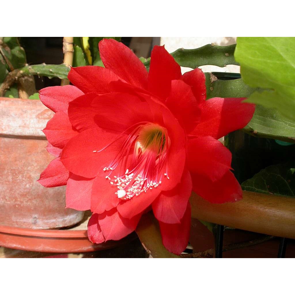 Estaca Epiphyllum ackermannii (dama da noite vermelha) p/plantio | Shopee  Brasil