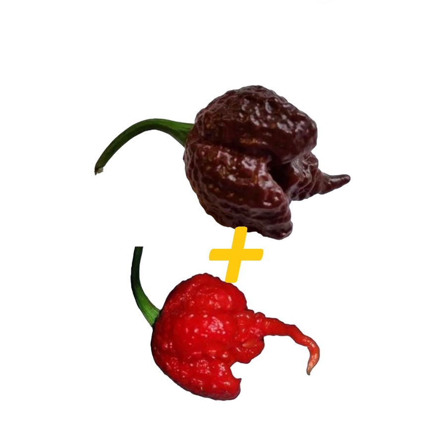 Carolina Reaper Chocolate + Carolina Reaper Red 50 SEMENTES DE CADA em Oferta na Shopee